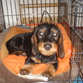 honden foto 