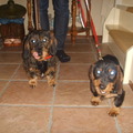 honden foto dit zijn onze teckels moeder en dochter sara en floortje