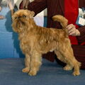 honden foto Novy Russkiy iz Mitkov Ekateriny

Res.Euro Winner2008,CH RUS,HUN,Club Champion