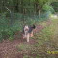 honden foto 