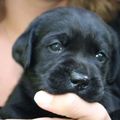 honden foto Ami 8 weken jong !
