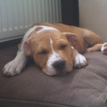 honden foto 