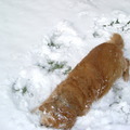 honden foto Djoery waar is je koppie???