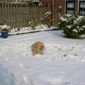 honden foto Dit is genieten.
