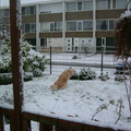 honden foto En als je net terug bent van een wandeling wat doe je dan als eerste......
