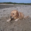 honden foto ik zie het niet hoor, alle oesters weg!!