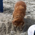 honden foto Op zoek naar stenen of oesters , maar die zijn leeg.
