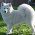 honden foto Samojeed