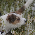 honden foto wannes in de sneeuw 