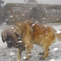 honden foto sneeuwstorm
