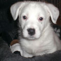 honden foto 