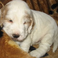 honden foto Dit is onze pup Fabian, hier 4 weken oud (4-1-2011)