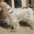 honden foto En dit moeder Bijou, 2,5 jaar oud, van Duits-Nederlandse afkomst. Uiteraard met stamboom