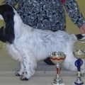 honden foto En dit is de vader van Fabian, Rocky Raccoon, van Zweedse afkomst, uiteraard met stamboom.