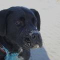 honden foto een kuil gegraven op t strand, kan je het zien 