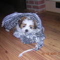 honden foto Noa