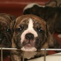 honden foto Ik kijk je echt wel aan hoor... wat doe jij daar?