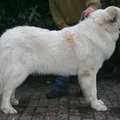 honden foto 