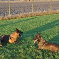 honden foto de drie musketiers tesamen