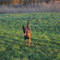 honden foto hera van de utadreef 