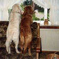 honden foto We wachten op het baasje,kon elk moment komen.