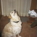 honden foto Duurde het te lang gaf ze een blafje, later begreep ze dat ik niet zou verdwijnen.