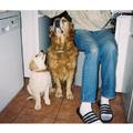 honden foto Kunnen we helpen baas.