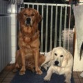honden foto Djoery een Jazzy, we moesten even in de keuken blijven want het goot.