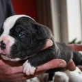 honden foto Zwarte reu van de zijkant, mooi geproportioneerd hondje!