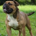 honden foto Macho de vader van de pups, net als Famke een enorme lieverd!