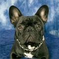 honden foto Op haar mooist!