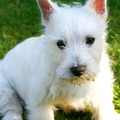 honden foto onze Bobby 3 maand oud
