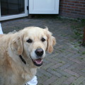 honden foto Dag vrouwtje, dag meisje van me.
