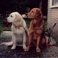 honden foto Het gaat wel snel met dat hek mogen we morgen weer vrij rond lopen.