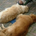honden foto na gedane arbeid is ........