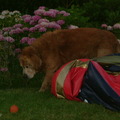 honden foto Het bad ging 1 dag mee, maar leuk dat het was.
