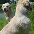 honden foto samen met haar grote vriend spelen