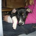 honden foto lief he??? tis `n jack russel terrier!