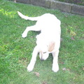 honden foto In de tuin 9-2 2011