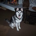 honden foto Onze super lieve en mooie Husky x Alaskan Malamute YUKON.