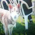 honden foto Saarloos wolfshond, Clubdag NV SWH