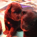 honden foto puppy