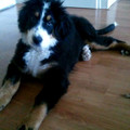 honden foto max 7 maand 