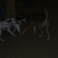 honden foto lekker spelen op cursus