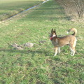 honden foto wat gebeurt er allemaal