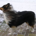 honden foto onze amerikaanse collie