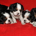 honden foto Dit zijn de 6 puppies die Diesel gekregen heeft. 4 reutjes en 2 teefjes
