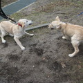 honden foto Diaz met zijn broer Max