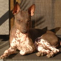 honden foto Onze heer Moonlight.
Http://www.kennel-moonlight.nl