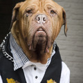 honden foto 